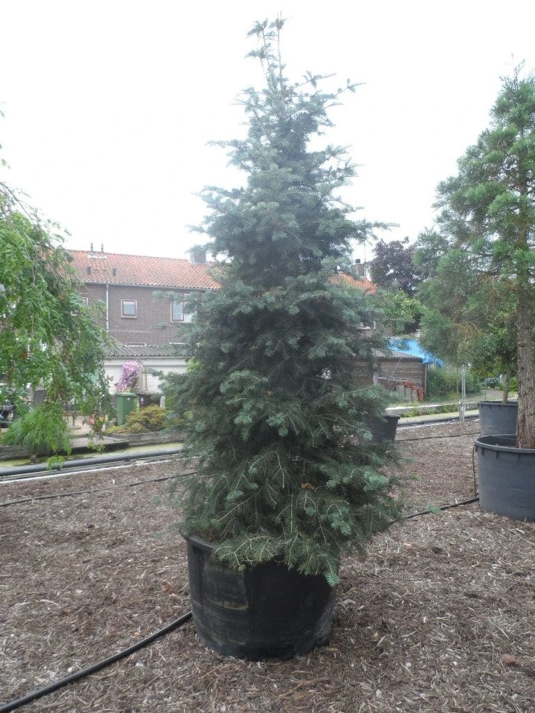 Colorado Zilverspar (Abies Concolor) - Afbeelding 3