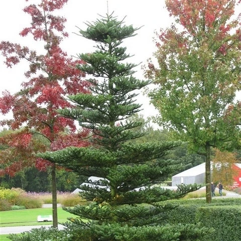 Koreaanse Zilverspar (Abies Koreana) - Afbeelding 16