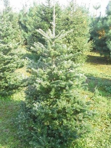 Koreaanse Zilverspar (Abies Koreana) - Afbeelding 5