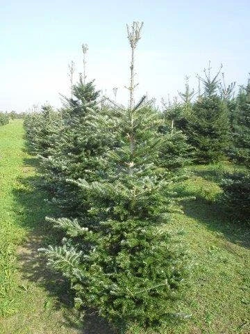Koreaanse Zilverspar (Abies Koreana) - Afbeelding 4