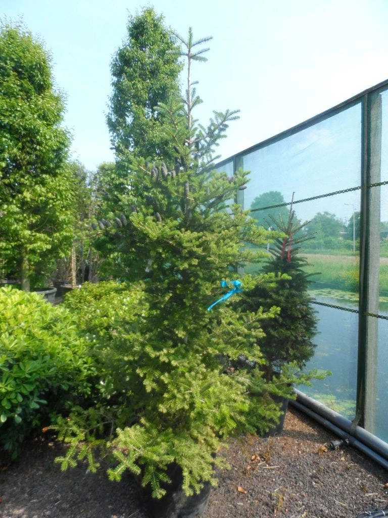 Koreaanse Zilverspar (Abies Koreana) - Afbeelding 8