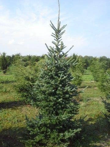 Koreaanse Zilverspar (Abies Koreana) - Afbeelding 6