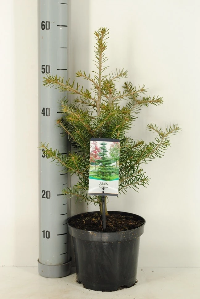 Koreaanse Zilverspar (Abies Koreana) - Afbeelding 2