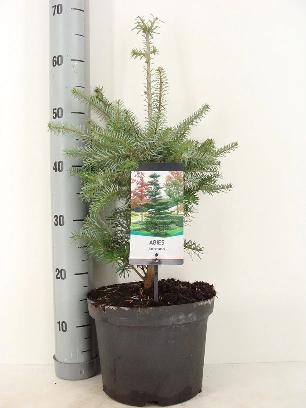 Koreaanse Zilverspar (Abies Koreana)