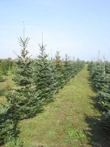 Koreaanse Zilverspar (Abies Koreana) - Afbeelding 7