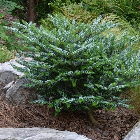 Koreaanse Zilverspar (Abies Koreana 'Silberlocke')
