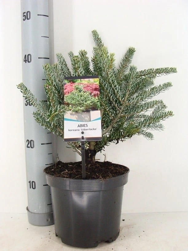 Koreaanse Zilverspar (Abies Koreana 'Silberlocke') - Afbeelding 3