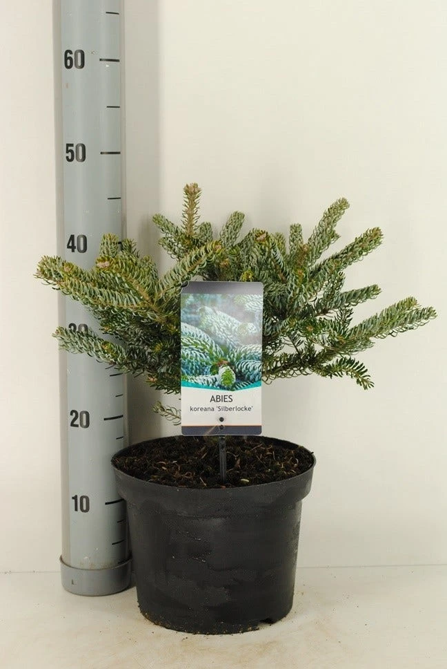 Koreaanse Zilverspar (Abies Koreana 'Silberlocke') - Afbeelding 2