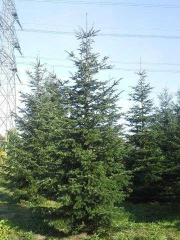 Nordmann-spar (Abies Nordmanniana) - Afbeelding 12