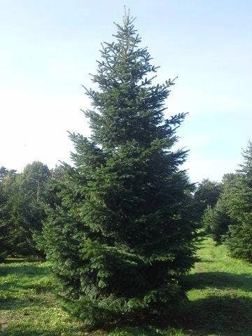 Nordmann-spar (Abies Nordmanniana) - Afbeelding 11