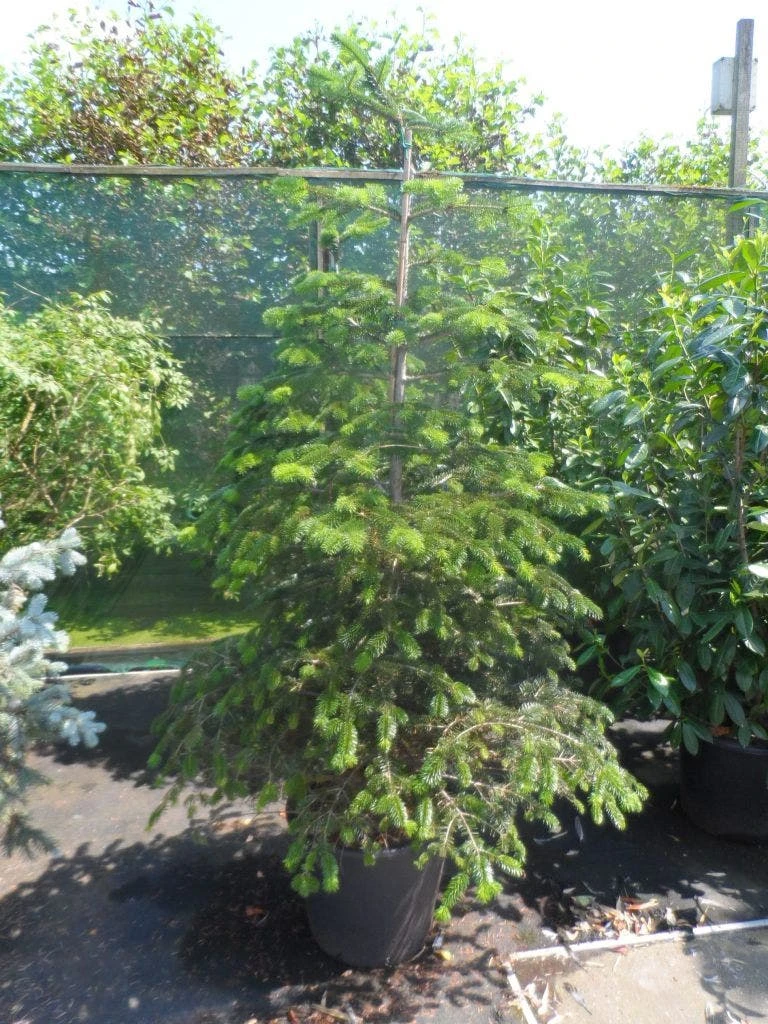 Nordmann-spar (Abies Nordmanniana) - Afbeelding 9