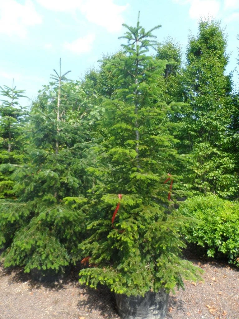Nordmann-spar (Abies Nordmanniana) - Afbeelding 7