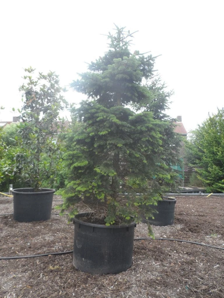 Nordmann-spar (Abies Nordmanniana) - Afbeelding 10