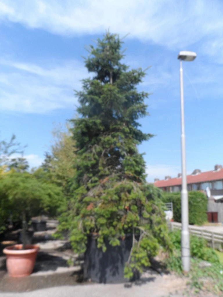 Nordmann-spar (Abies Nordmanniana) - Afbeelding 8