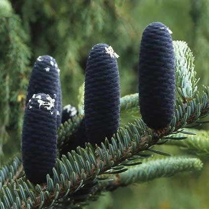 Koreaanse Zilverspar (Abies Koreana) - Afbeelding 15