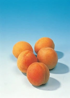 Abrikozenboom (Prunus Armeniaca) - Afbeelding 6