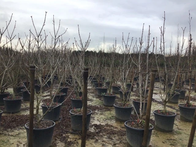 Rode Paardenkastanje Als Struik (Aesculus Carnea 'Briotii') - Afbeelding 2