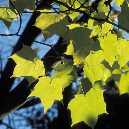 Colchische Esdoorn (Acer Cappadocicum 'Aureum') - Afbeelding 2