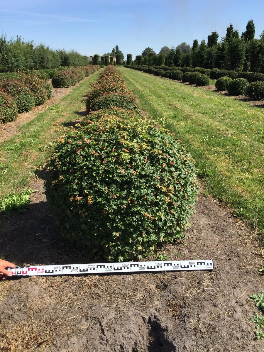 Spaanse Aak Als Bol (Acer Campestre) - Afbeelding 4