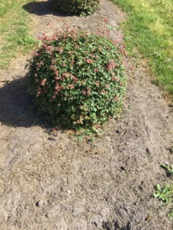 Spaanse Aak Als Bol (Acer Campestre)