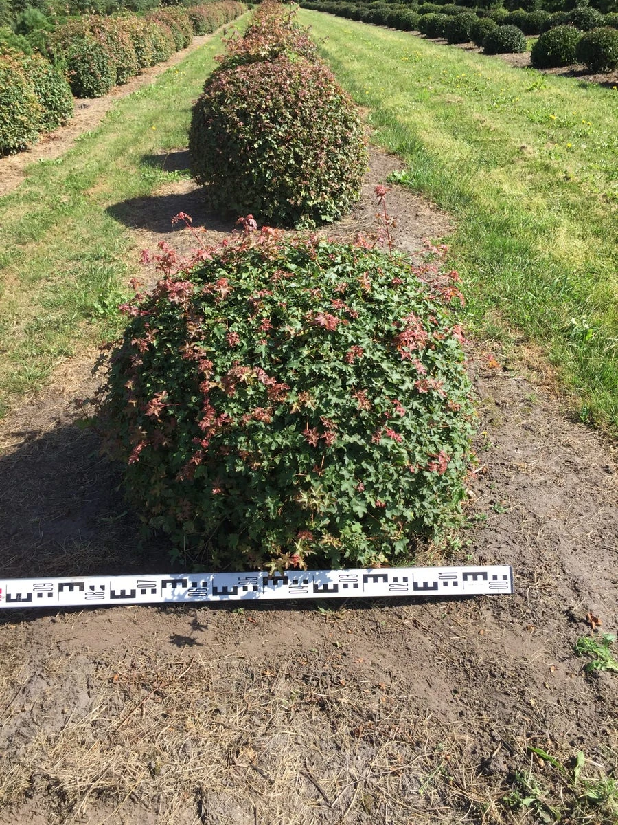 Spaanse Aak Als Bol (Acer Campestre) - Afbeelding 2