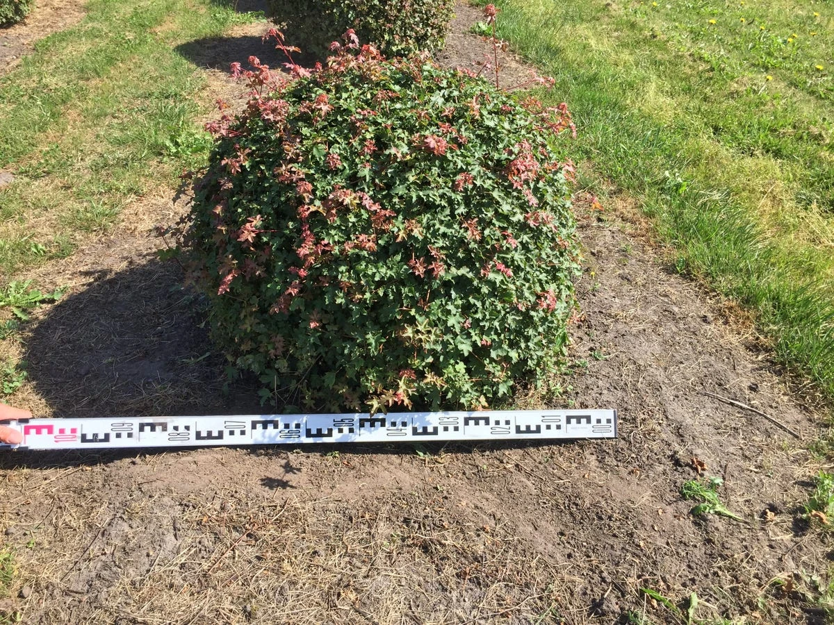 Spaanse Aak Als Bol (Acer Campestre) - Afbeelding 3