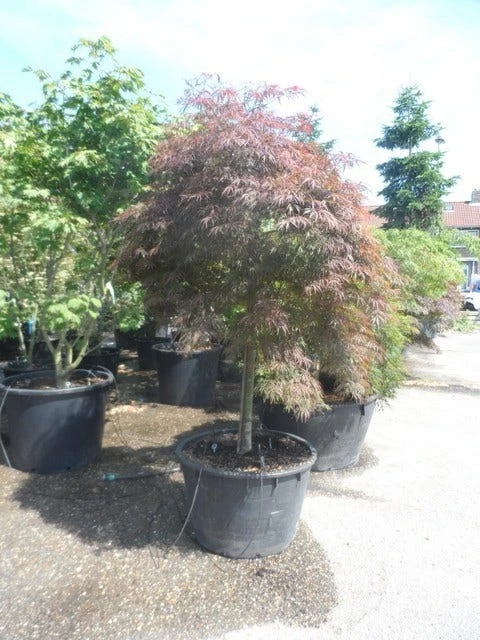 Japanse Esdoorn (Acer Palmatum 'Garnet') - Afbeelding 7