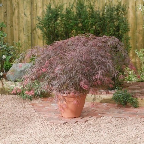 Japanse Esdoorn (Acer Palmatum 'Garnet') - Afbeelding 3