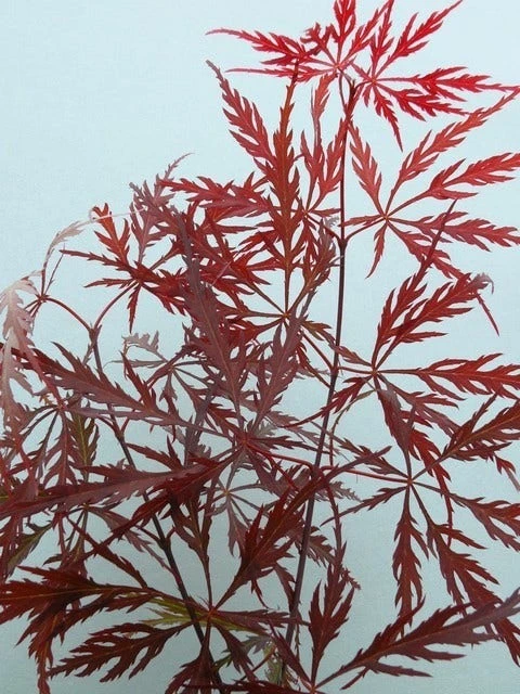 Japanse Esdoorn (Acer Palmatum 'Garnet') - Afbeelding 4