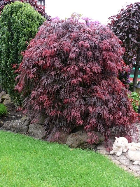 Japanse Esdoorn (Acer Palmatum 'Garnet') - Afbeelding 2