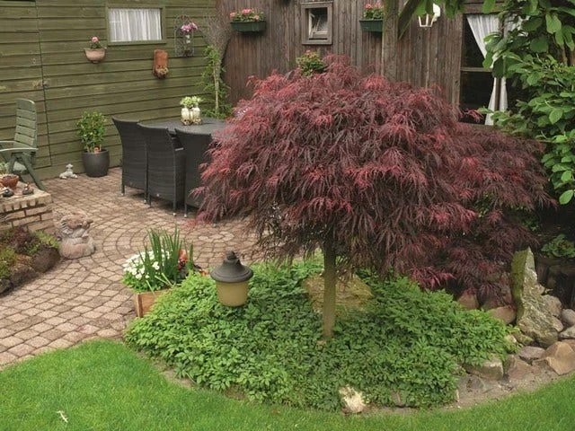 Japanse Esdoorn (Acer Palmatum 'Inabe-shidare') - Afbeelding 5