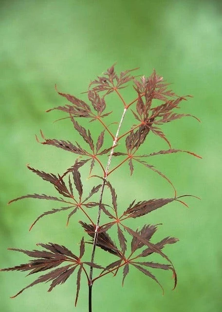 Japanse Esdoorn (Acer Palmatum 'Inabe-shidare') - Afbeelding 4