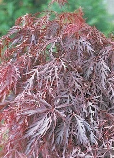 Japanse Esdoorn (Acer Palmatum 'Inabe-shidare') - Afbeelding 3