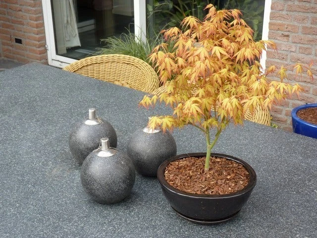 Japanse Esdoorn (Acer Palmatum 'Katsura') - Afbeelding 2