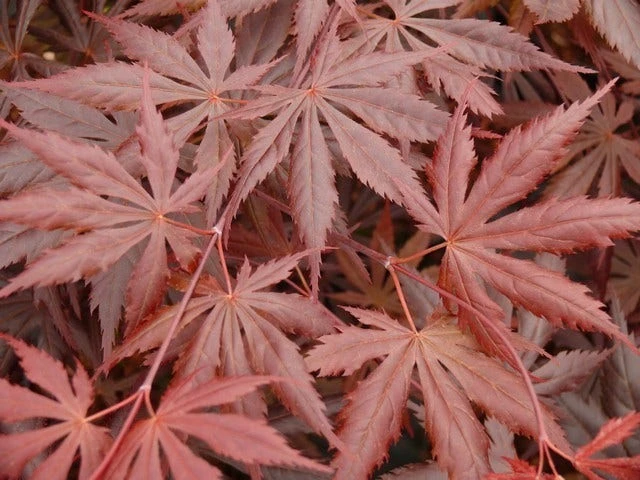 Japanse Esdoorn (Acer Palmatum 'Trompenburg') - Afbeelding 6