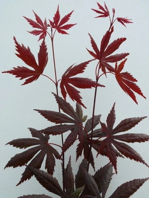 Japanse Esdoorn (Acer Palmatum 'Trompenburg') - Afbeelding 3