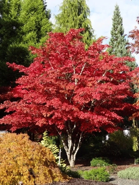 Japanse Esdoorn (Acer Palmatum 'Atropurpureum') - Afbeelding 4