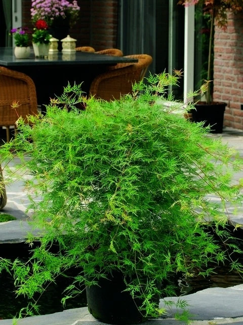 Japanse Esdoorn (Acer Palmatum 'Emerald Lace') - Afbeelding 3
