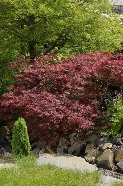 Japanse Esdoorn (Acer Palmatum 'Garnet')