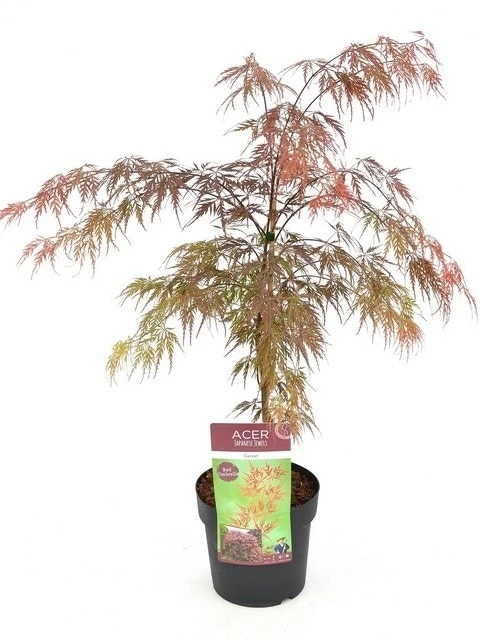 Japanse Esdoorn (Acer Palmatum 'Garnet') - Afbeelding 12
