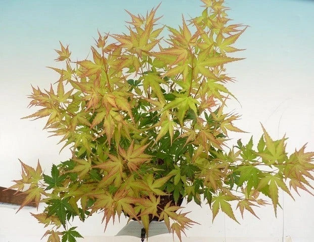 Japanse Esdoorn (Acer Palmatum 'Katsura') - Afbeelding 4