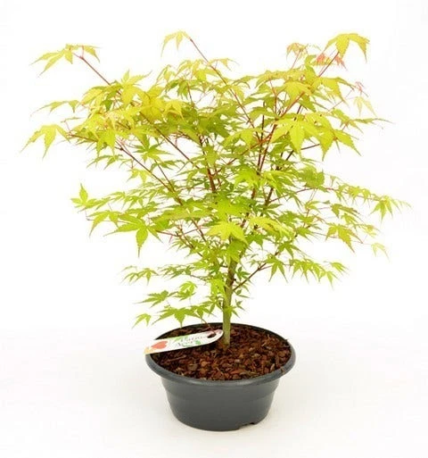 Japanse Esdoorn (Acer Palmatum 'Katsura') - Afbeelding 5