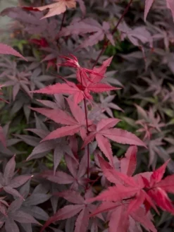 Japanse Esdoorn (Acer Palmatum 'Twombly's Red Sentinel')