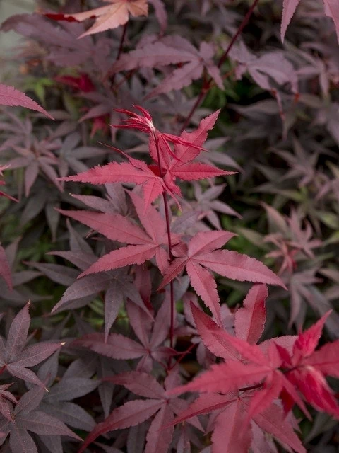 Japanse Esdoorn (Acer Palmatum 'Twombly's Red Sentinel')