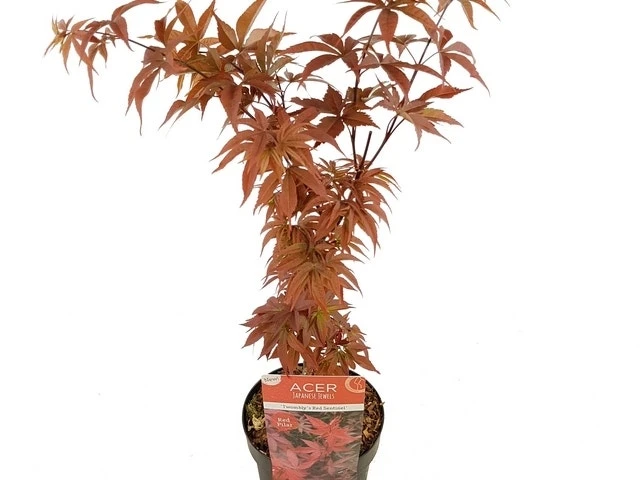 Japanse Esdoorn (Acer Palmatum 'Twombly's Red Sentinel') - Afbeelding 2
