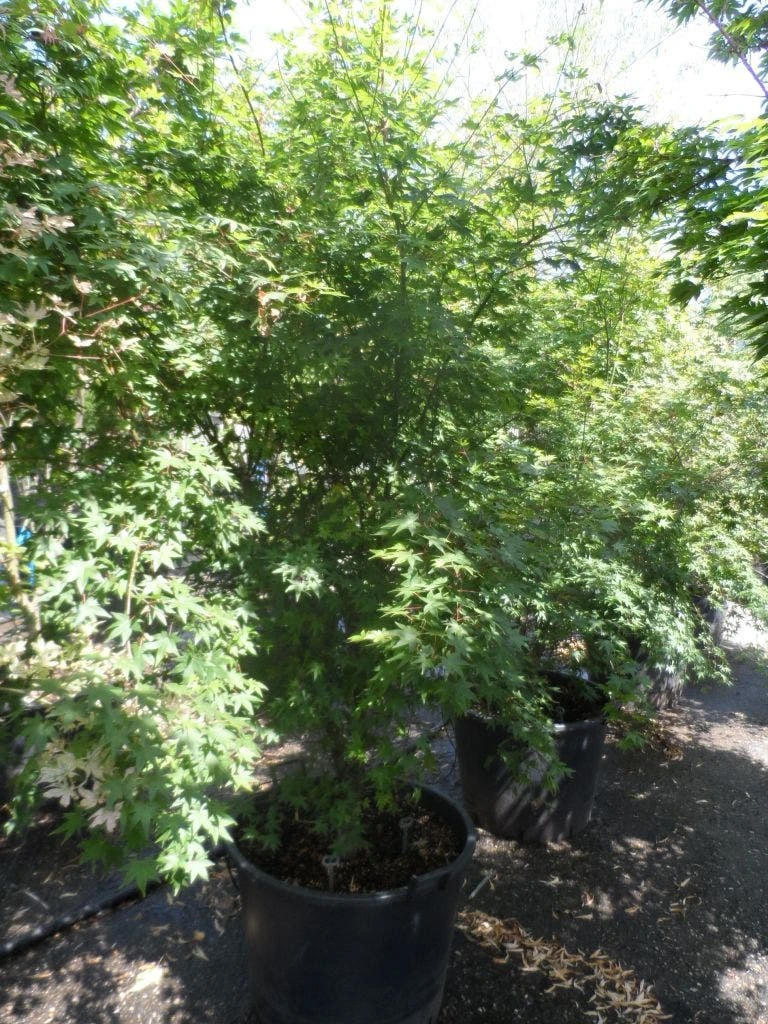 Japanse Esdoorn (Acer Palmatum) - Afbeelding 10