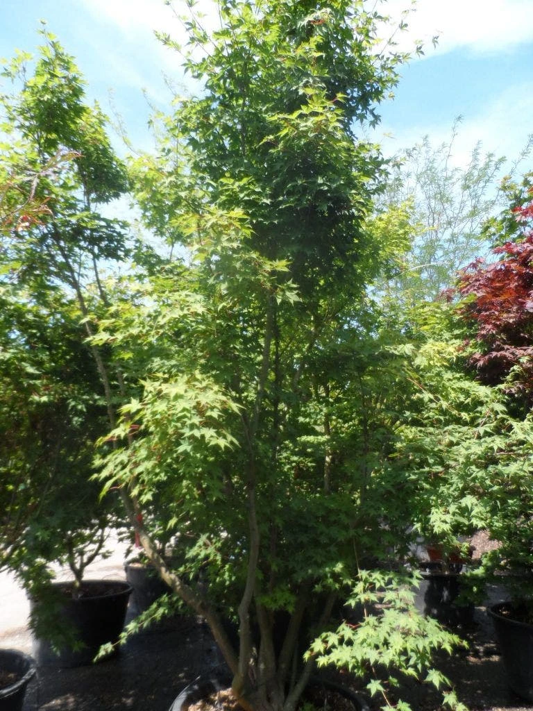 Japanse Esdoorn (Acer Palmatum) - Afbeelding 13