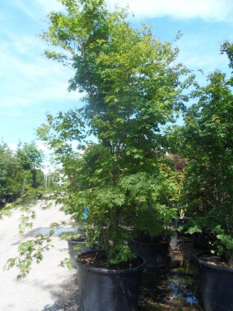 Japanse Esdoorn (Acer Palmatum) - Afbeelding 6