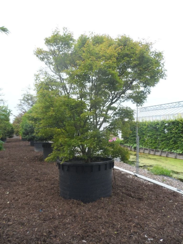 Japanse Esdoorn (Acer Palmatum) - Afbeelding 9