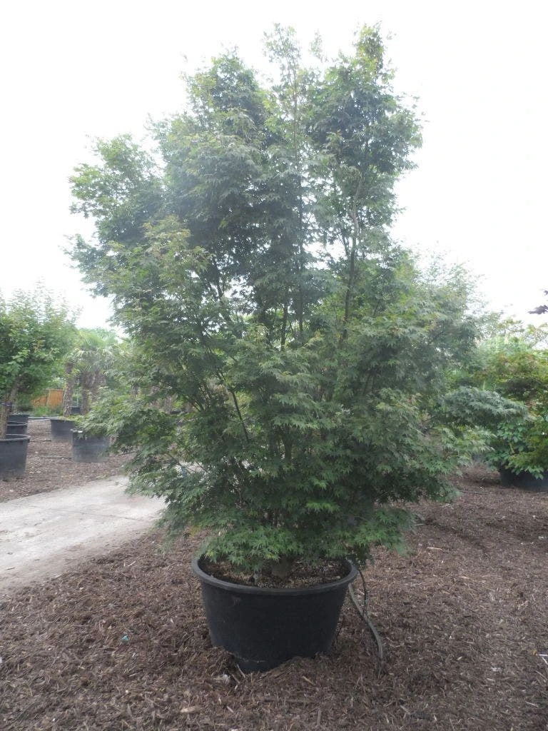 Japanse Esdoorn (Acer Palmatum) - Afbeelding 8